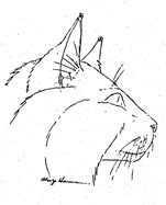 Norwegian forest, head